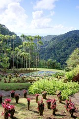 jardin exotique en Martinique