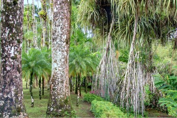 jardin exotique en Martinique
