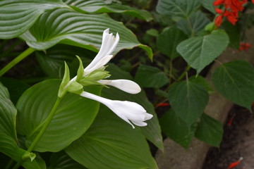 Hosta. Hosta plantaginea. Hemerocallis japonica. Floral bushes. Large leaves are green in color. White flower similar to a lily. Garden. Flowerbed. Horizontal photo