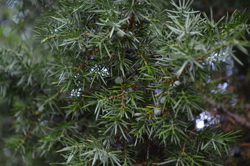 Juniper. Juniperus communis. The branches of a juniper. Juniper berries. Close-up. Garden. Horizontal