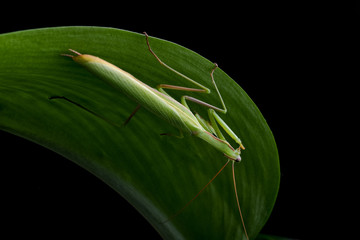 Mantis from family Sphondromantis (probably Spondromantis viridis) lurking on the green leaf