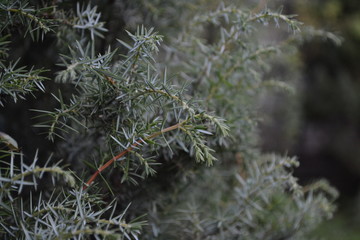 Juniper. Juniperus communis. The branches of a juniper. Juniper berries. Garden. Flowerbed. Horizontal photo