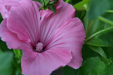 Lavatera. Lavatera trimestris. Delicate flowers. Pink flowers. Bush lavatera. Green leaves. Close-up. Horizontal photo