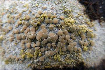 Żółte okrągłe porosty