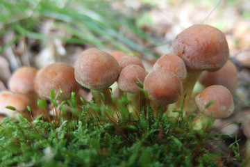 Grzyb maślanka ceglasta maślanka ceglasta © Iwona