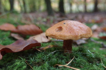 Grzyb maślak żółty SUILLUS GREVILLEI © Iwona