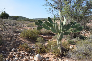 Feigenkaktus in der kleinen Karoo