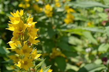 Lysimachia vulgaris. Lysimachia vulgaris. Yellow flowers. Close-up. Garden. Solar flowers. Horizontal photo