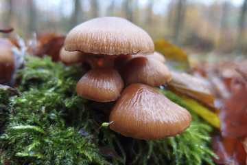 Grzyb kurchaweczka Psathyrella © Iwona