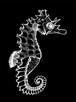 Black and white illustration of a sea animal. Figure seahorse. Chalk on a blackboard.