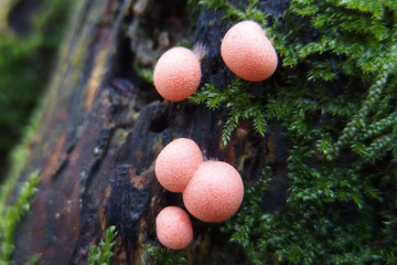 Grzyb rulik nadrzewny Lycogala epidendrum - młody różowy © Iwona