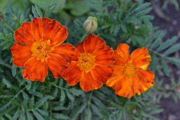 Marigolds. Tagetes. Flowers yellow or orange. Fluffy buds. Flowerbed. Growing flowers. Horizontal photo