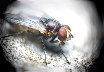 Blow fly, carrion fly, bluebottles, greenbottles, or cluster fly