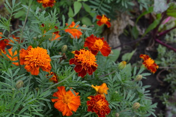 Marigolds. Tagetes. Flowers yellow or orange. Fluffy buds. Garden. Flowerbed. Growing flowers. Horizontal