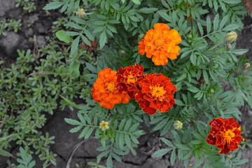 Marigolds. Tagetes. Flowers yellow or orange. Fluffy buds. Green leaves. Flowerbed. Growing flowers. Horizontal photo