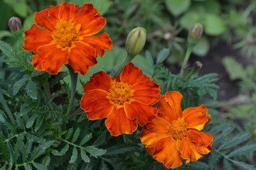 Marigolds. Tagetes. Flowers yellow or orange. Garden. Flowerbed. Fluffy buds. Green leaves. Growing flowers. Horizontal photo