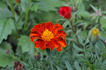 Marigolds. Tagetes. Flowers yellow or orange. Garden. Flowerbed. Fluffy buds. Green leaves. Growing flowers. Horizontal