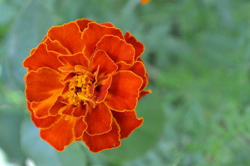 Fototapeta premium Marigolds. Tagetes. Flowers yellow or orange. Garden. Flowerbed. Fluffy buds. Growing flowers. Horizontal photo