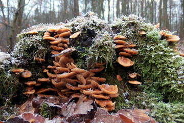 Grzyb płomiennica zimowa Flammulina velutipes © Iwona