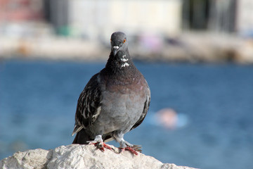 Taube auf einem Felsen am Meer