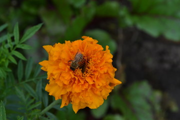 Marigolds. Tagetes. Tagetes erecta. Flowers yellow or orange. Fluffy buds. Bee. Green leaves. Garden. Flowerbed. Horizontal