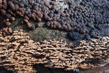 Liczne małe okrągłe grzyby na pniu drzewa