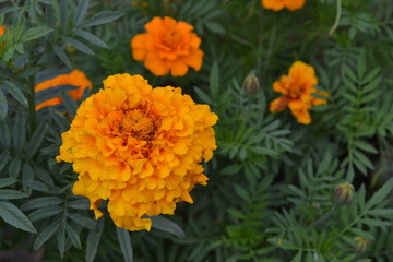 Marigolds. Tagetes. Tagetes erecta. Flowers yellow or orange. Fluffy buds. Green leaves. Garden. Flowerbed. Horizontal