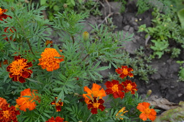 Marigolds. Tagetes.Garden. Flowerbed. Fluffy buds. Green leaves. Flowers yellow or orange. Horizontal