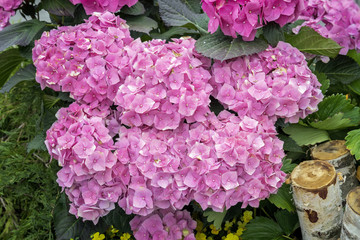 Pink hydrangeas flowers, hydrangea macrophylla, hortensia, popular ornamental plants, grown for their large flowerheads in flowerheads