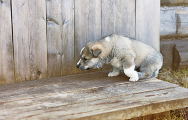 The little pedigreed puppy is walking on the countryside garden plot. The West Siberian Laika is learning her the habitat. It is the curious thoroughbred cub of Nordic Hunting Dog.