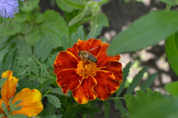 Marigolds. Tagetes.Garden. Flowerbed. Fluffy buds. Green leaves. Growing flowers.  Flowers yellow or orange. Bee. Horizontal photo