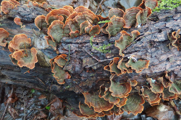 Grzyb - Skórnik aksamitny (Stereum subtomentosum)