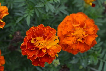 Marigolds. Tagetes.Garden. Flowerbed. Fluffy buds. Growing flowers. Flowers yellow or orange. Horizontal