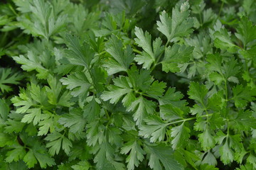 Fototapeta na wymiar Parsley. Petroselinum. parsley leaves. Green leaves. Parsley growing in the garden. Close-up. Garden. Field. Agriculture. Growing herbs. Horizontal photo