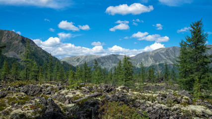 Fototapeta na wymiar Beautiful mountain landscape, with fir trees and moss growing on frozen lava field. Volcano valley, Russia, Siberia, Eastern Sayan