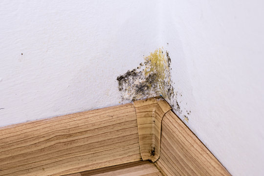 Black mold and moisture in the corner of room on white wall. Closeup macro.