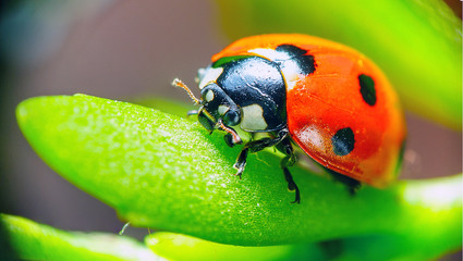 Ladybug sitting on a flower leaf warm spring day