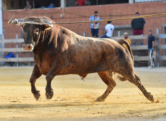 bull in spain