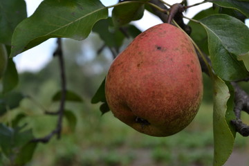 Pear. Tree with ripe pear fruit. Pyrus communis. The branches of a pear tree. Horizontal. Pears close-up. Green leaves