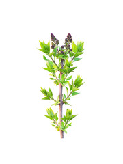 Spring branch of lilac with buds isolated on white background. Awakening, new life. Syringa vulgaris, lilac or common lilac, ornamental flowering plant in the olive family Oleaceae