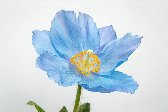 Blue poppy on white