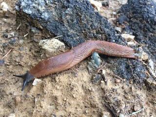 Brown land slug snail with no shell, crawling on the ground