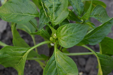 Pepper. Capsicum annuum. The leaves and flowers. Close-up. Pepper growing in the garden. Garden. Field. Cultivation of vegetables. Agriculture. Horizontal