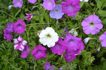 Petunia. Stimoryne. Petunia nyctaginiflora. Delicate flower. Flowers of different colors - white, pink, purple. Bushes petunias. Garden. Flowerbed. Growing flowers. Beautiful plants. Horizontal photo