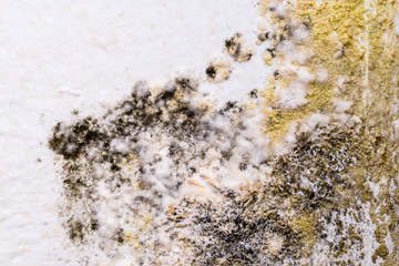 Black mold on wall. Closeup macro.