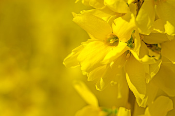 Forsythia on a soft background