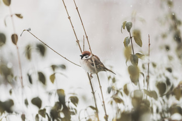 sparrow bird during snowfall standing on bush branches