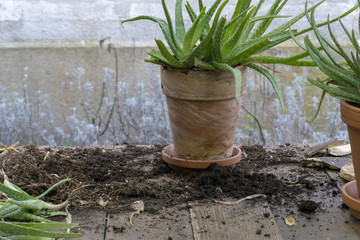 hands transplanting plant a into a new pot.