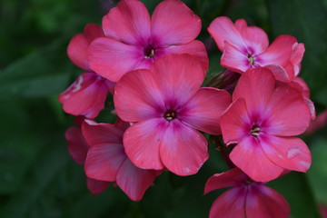 Obraz na płótnie Canvas Phlox. Polemoniaceae. Beautiful inflorescence. Flowers pink. Nice smell. Growing flowers. Flowerbed. Floriculture. On blurred background. Close-up. Horizontal photo