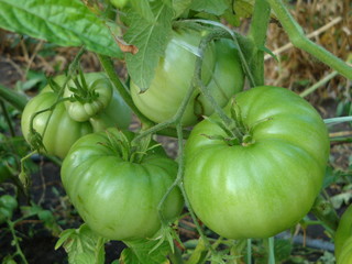 Green tomatoes gathered in the brush hanging on a Bush on a summer day.